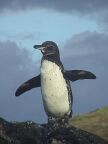 Penguin Waving Wings